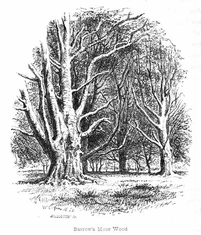 Barrows Moor Wood by Walter Crane